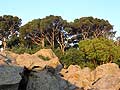 Рассвет в Алупкинском парке