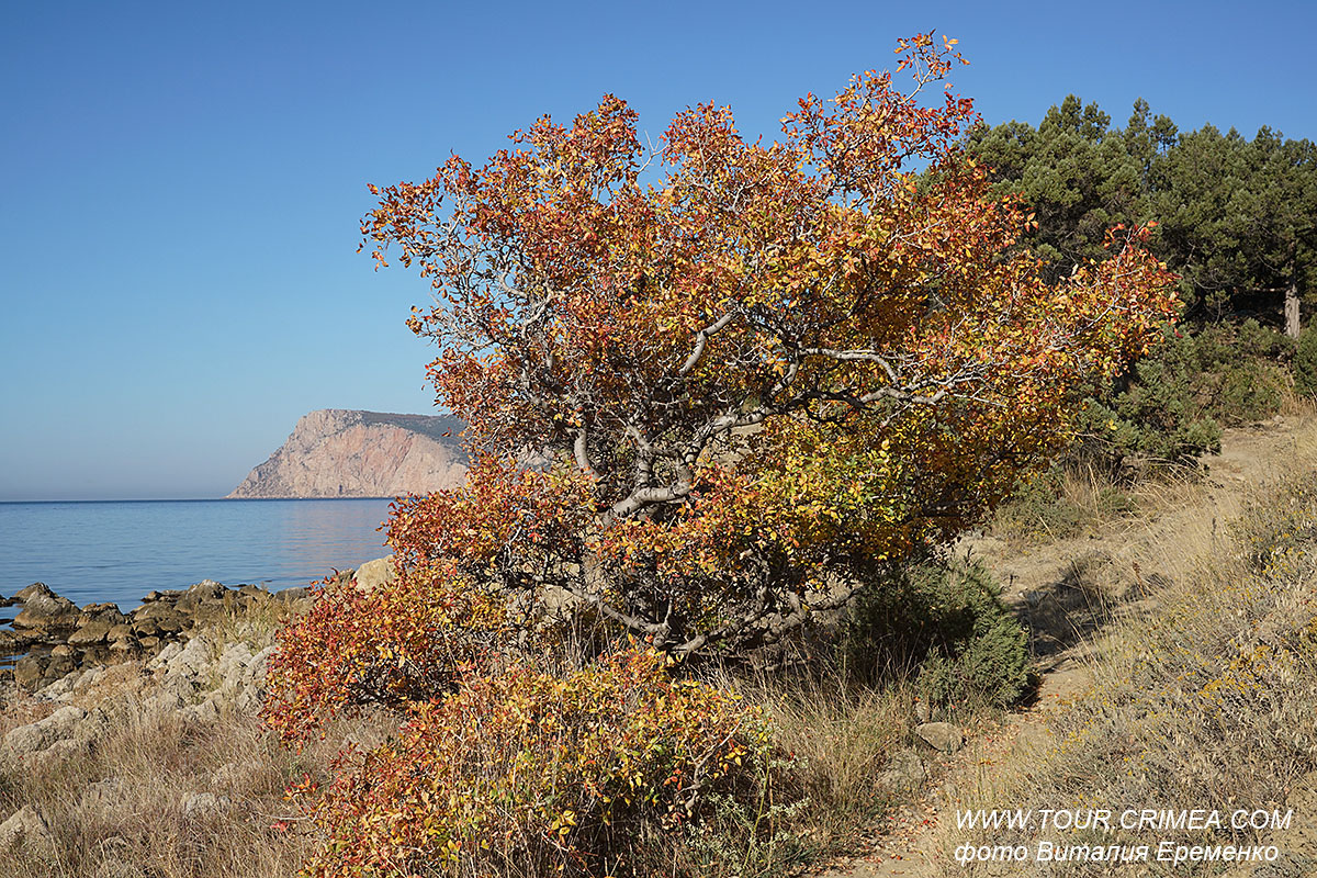 Поздняя осень у моря. Морское побережье у мыса Айя. Поздняя осень у моря. Морское побережье у мыса Айя.