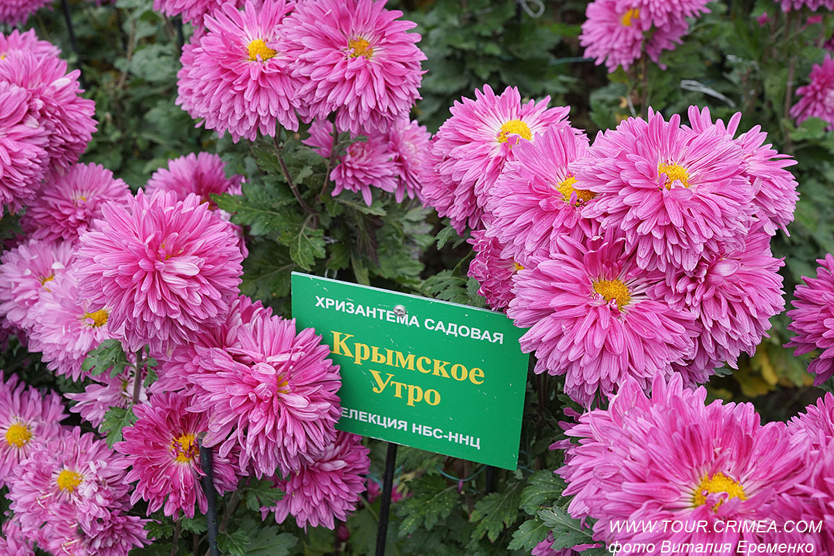 Крымское цветочное утро. Чудо в конце ноября. Бал хризантем 2021 г. в Никитском ботаническом саду. Крымское цветочное утро. Чудо в конце ноября. Бал хризантем 2021 г. в Никитском ботаническом саду.