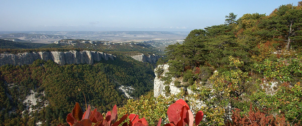 Скумпия по-королевски хорошеет с каждым днем. Золотая осень в Крыму на пороге! Скумпия по-королевски хорошеет с каждым днем. Золотая осень в Крыму на пороге!