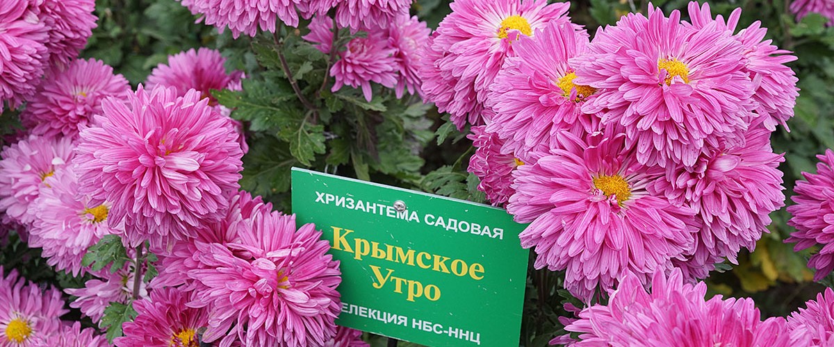 Крымское цветочное утро. Чудо в конце ноября. Бал хризантем 2021 г. в Никитском ботаническом саду. Крымское цветочное утро. Чудо в конце ноября. Бал хризантем 2021 г. в Никитском ботаническом саду.