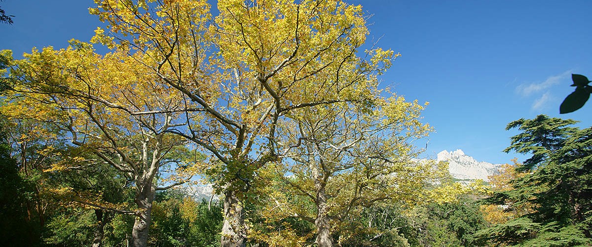 Осень в Воронцовском парке (Алупка).