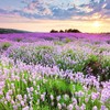 Лавандовые поля в Крыму: где найти и когда ехать